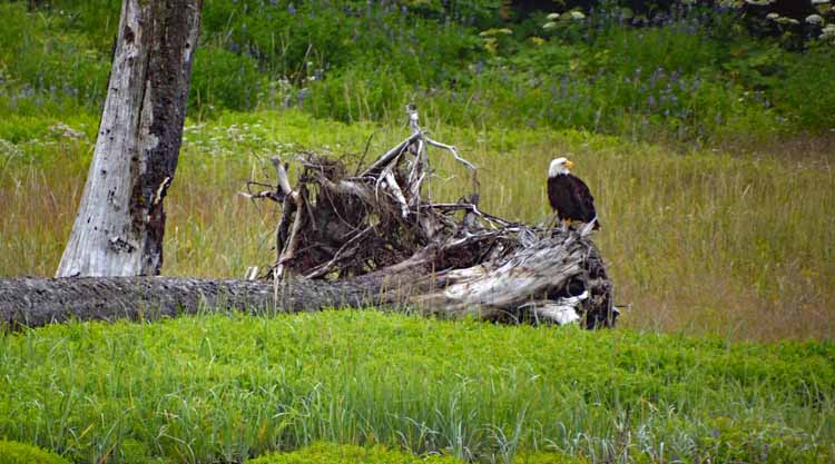eagle sitting on log
